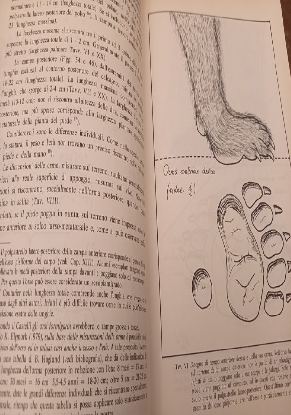 sulle orme dell’orso uno studio sull’orso bruno del trentino di Graziano Daldoss